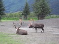 Alaska Jobs