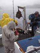 Fish processors