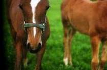 Dude Ranches, Guest Ranches, and Seasonal Hiring