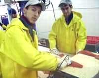 Seafood processors - J1 Jobs in Alaska under Work and Travel USA program